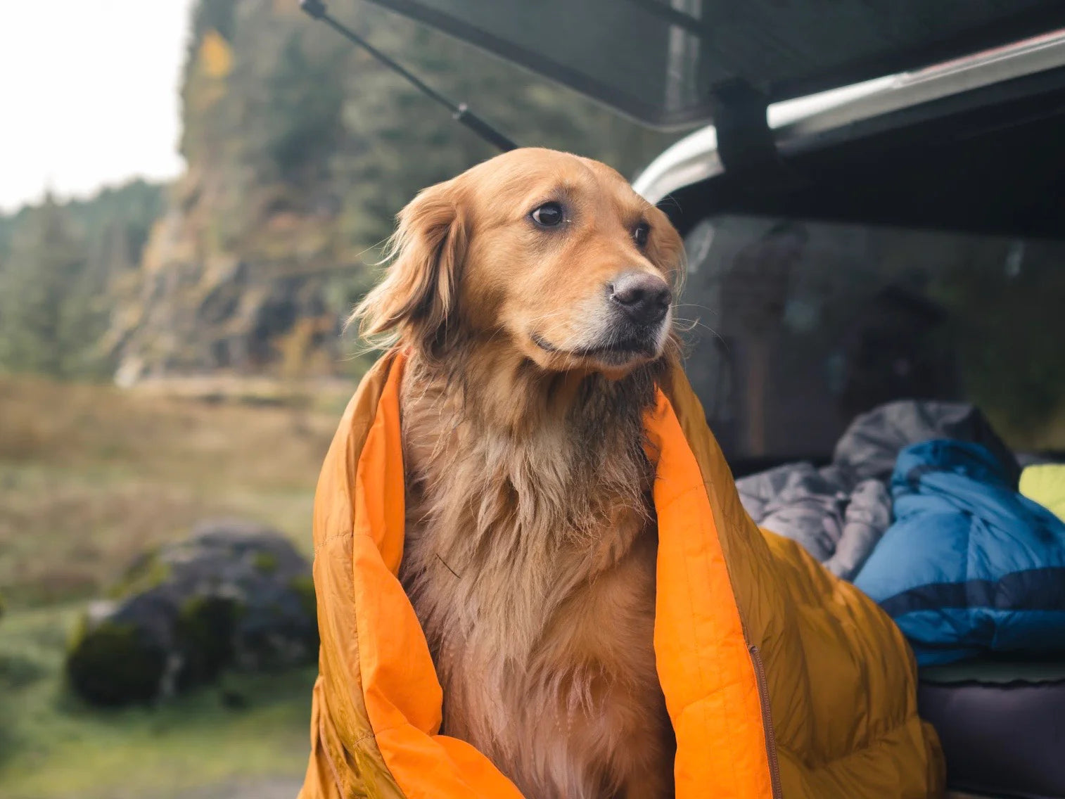 Hiking & Camping With Your Dog I Zenbivy